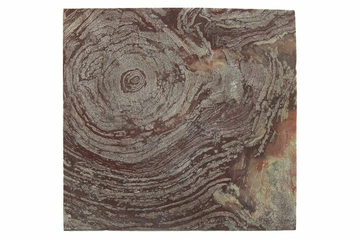 Polished, Neoproterozoic Stromatolite (Conophyton) - Morocco #276147